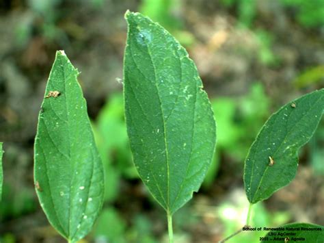 Louisiana Plant ID | Celtis laevigata (sugarberry)