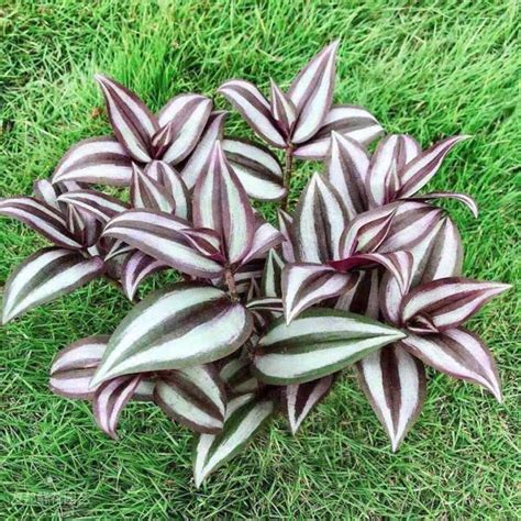 10 Cuttings Tradescantia Zebrina Burgundy Color Wandering Jew Etsy