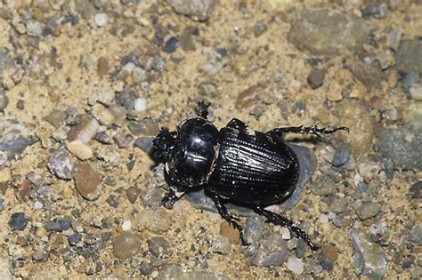 Triceratops Beetle Phileurus Truncatus Bugguide Net