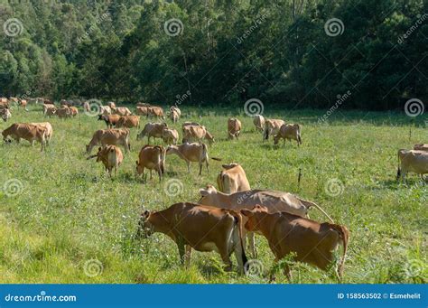 Herd of Brown Jersey Cows Grazing Green Grass on a Paddock Stock Photo ...