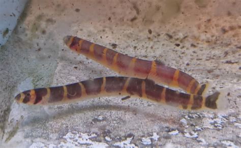 Kuhli Loach Pangio Kuhlii Pier Aquatics