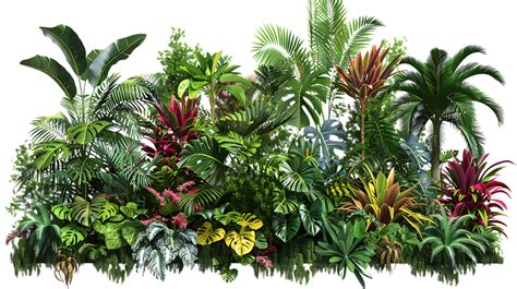 rain forest pngs
