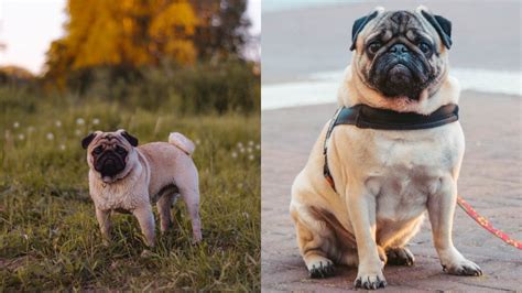 Are Pugs Popular In China