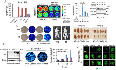 Prmt Protects Breast Cancer Cells From Ir Induced Apoptosis A