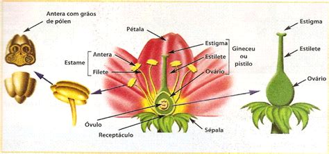 Estrutura Reprodutiva Das Plantas - Educação: Classificação das Plantas