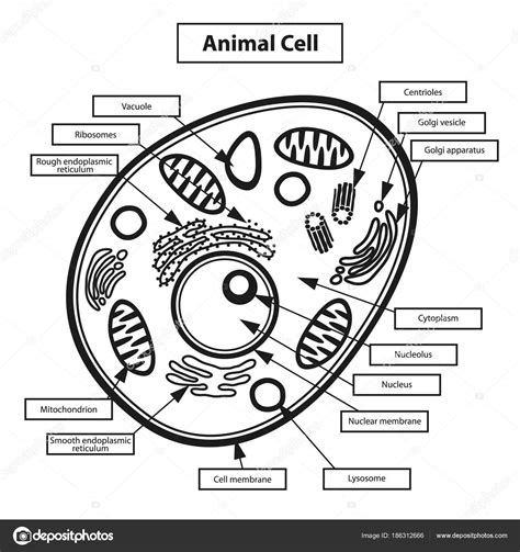 Animal Cell Structure Stock Illustration Download Image