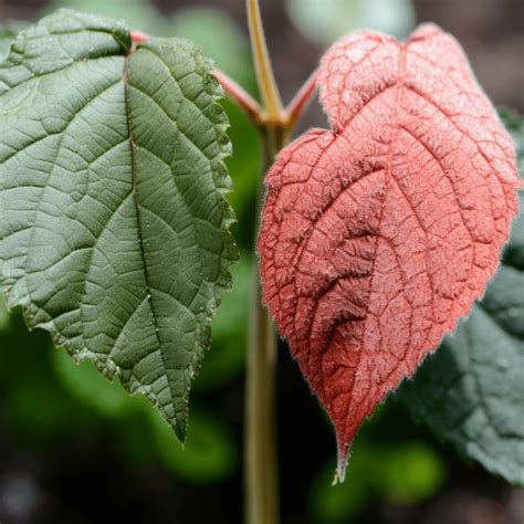 Red Spider Mite Control Guide For Gardeners Carehomegarden