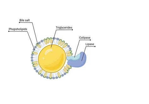 Lipase Colipase Complex Action Biorender Science Templates