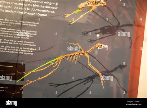 The Cast Of Archaeopteryx Lithographica In Australian Musuem The First