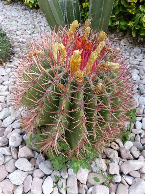 Identificación de cactus