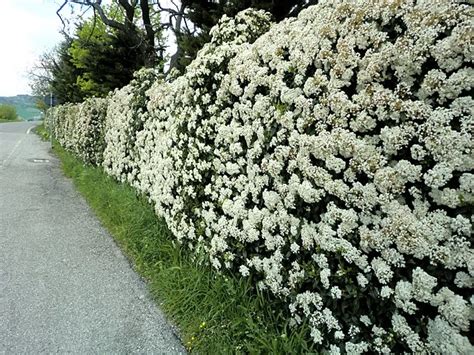 Laurentino Viburnum Tinus Envase Lts Cerco Vivo Mercado Libre