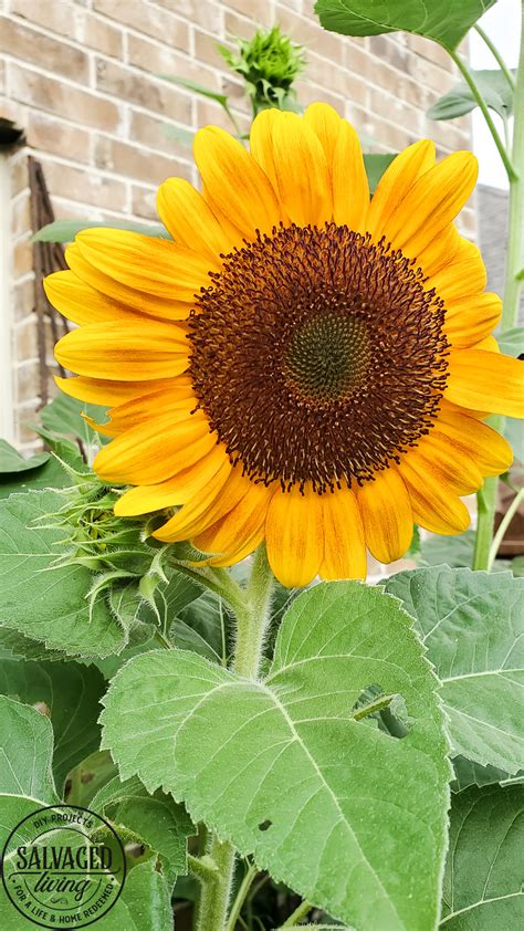 How to harvest sunflower seeds yourself - Salvaged Living