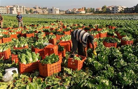 مستقبل وطن زيادة إنتاج المحاصيل أبرز دوافع الحكومة لإنشاء المشروع