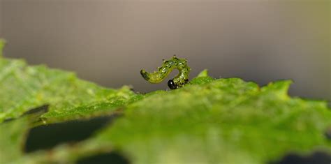 Dusky Birch Sawfly