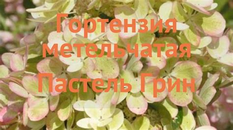 Гортензия метельчатая Пастель Грин 🌿 обзор: как сажать, саженцы ...
