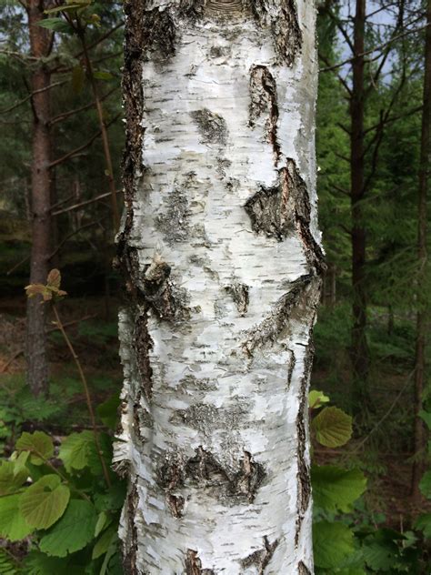 Free Images Tree Nature Forest Branch Wood Leaf Flower Trunk