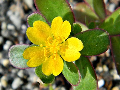 Portulaca Oleracea Common Purslane World Of Succulents