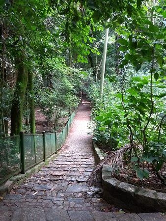 Bosque Dos Jequitib S Campinas Atualizado Mar O O Que Saber