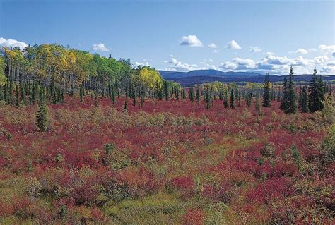 Taiga Insects Biodiversity Ecosystems Britannica