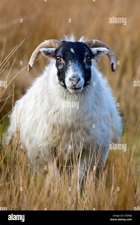 Highland Sheep Scotland Ram Hi Res Stock Photography And Images Alamy