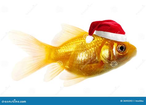 Gold Fish As Santa Claus Stock Photos - Image: 3695593