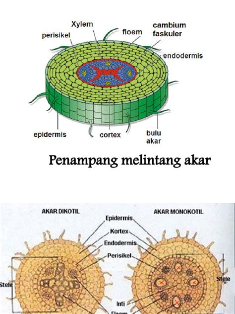 penampang akar batang daun
