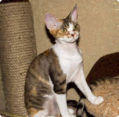 Adopt Your Sweet Azula Devon Rex Kitten Today Purebred Kitties