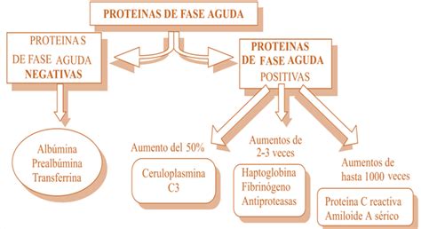 Prote Nas De La Fase Aguda