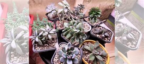 Суккуленты набор купить в Москве | Товары для дома и дачи | Авито