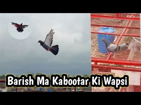 Barish Ma Kabootar Ki Wapsi Uray Hashim Mahmood Pigeons Youtube