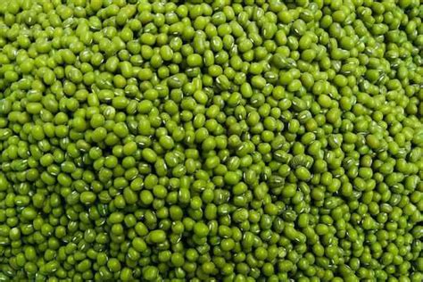 Organic Green Urad Dal Grade Standard Food Grade At Best Price In