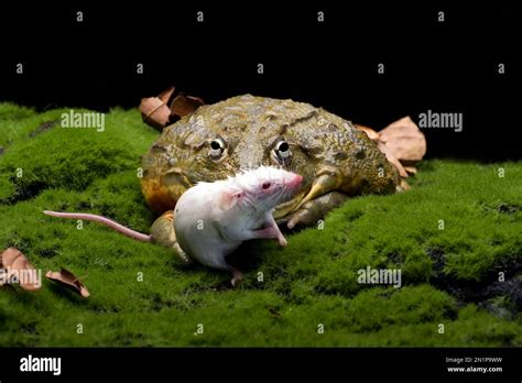 African Bull Frog Eating A Mouse As Its Prey Stock Photo Alamy
