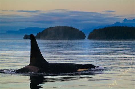 ORCA WHALES KILLER WHALES Rolf Hicker Photography