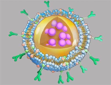 Antiphagocytosis Blocking Repolarization Resistant Membrane Fusogenic