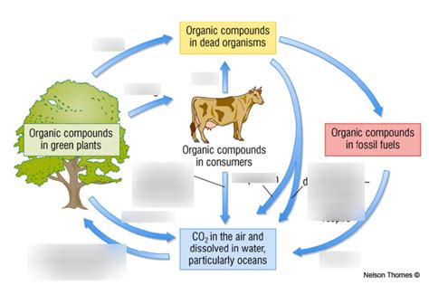 Carbon Cycle Diagram Quizlet