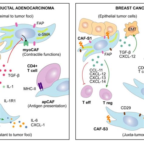 Cafs Secretome Determines Cancer Progression Caf Secreted Factors Download Scientific