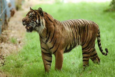 288 Sumatran Tiger Roar Stock Photos - Free & Royalty-Free Stock Photos ...