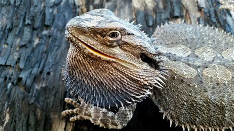 Why Your Bearded Dragon Is Laying Flat Pancaking Explained Reptile