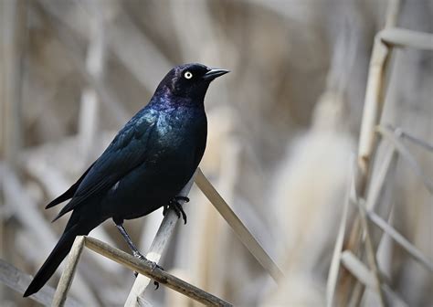 Brewers Blackbird Bird Free Photo On Pixabay Pixabay