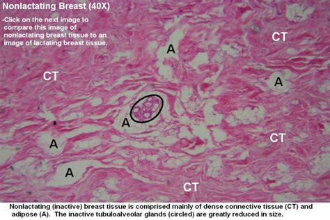 Breast Tutorial Histology Atlas For Anatomy And Physiology