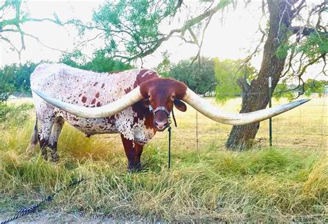 World S Largest Talking Cow World Record Set In Neillsville Wisconsin