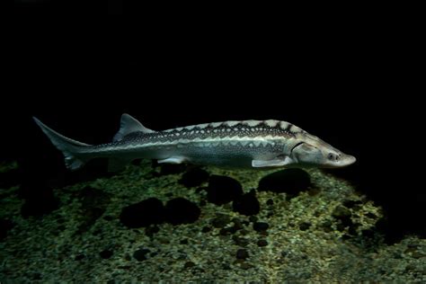 How Long Do Sturgeon Live