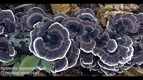 Траметес разноцветный Trametes versicolor Приготовление лечебной ...