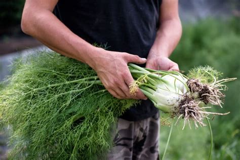 Harvesting Horseradish -- It's All About the Proper Timing