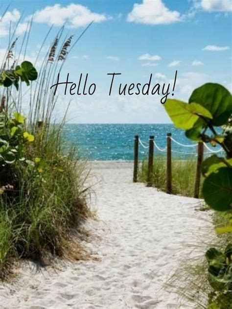 a sandy path leading to the beach with grass and sea oats on either side