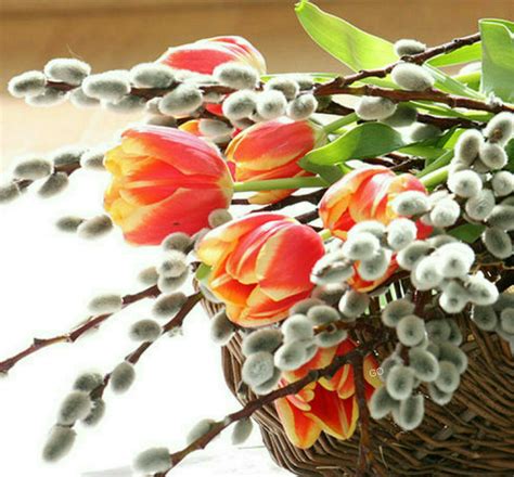 Цветы верба - 57 фото