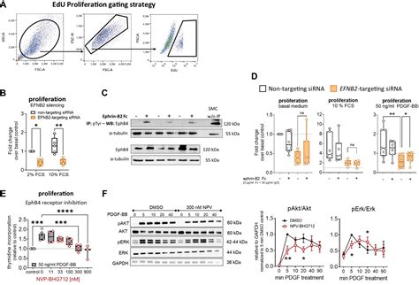 Divergent Roles Of Ephrin B2 EphB4 Guidance System In Pulmonary