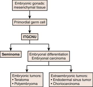 Testicular Germ Cell Tumors | Radiology Key