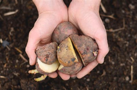 Natalie Creates Planting Potatoes A Beginner S Guide