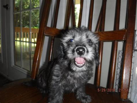 No Shedding Schnauzer/shih-tzu Pup (schnau-tzu) Ckc Registered 12wks ...